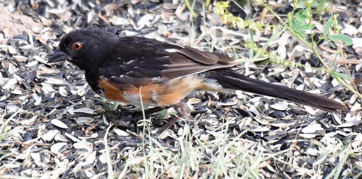 Spotted x Eastern Towhee (hybrid) - ML171956471