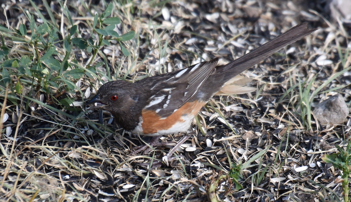 Spotted x Eastern Towhee (hybrid) - Steven Mlodinow