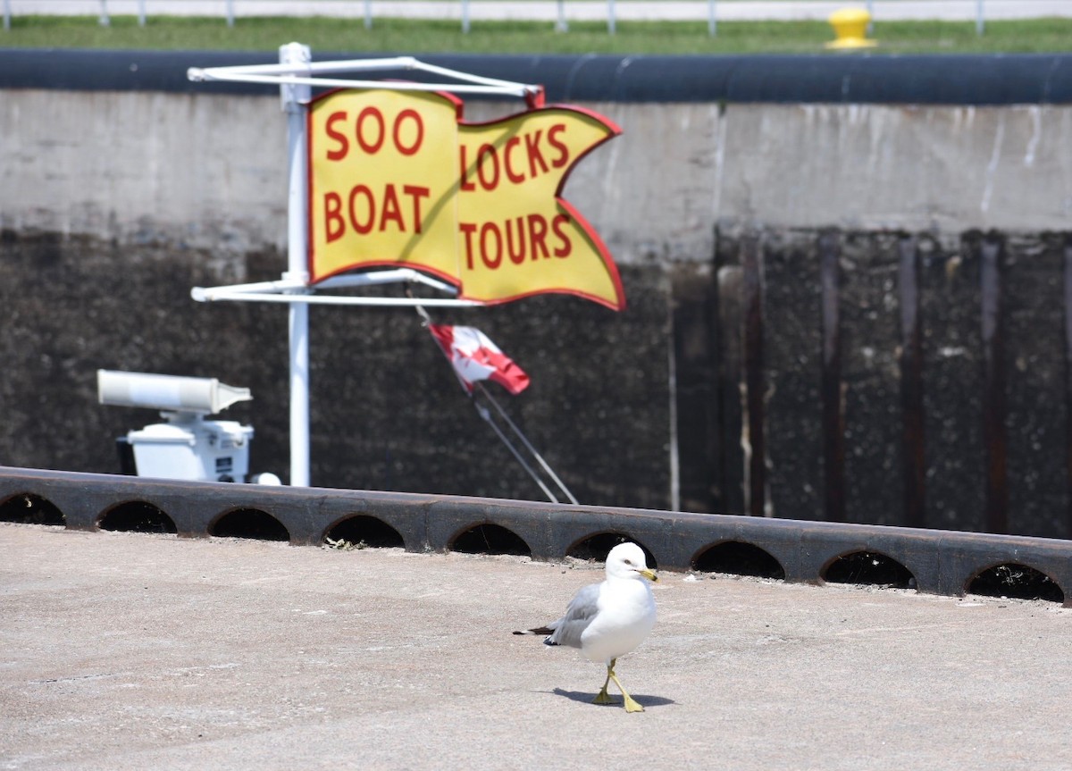 Ring-billed Gull - ML171958601