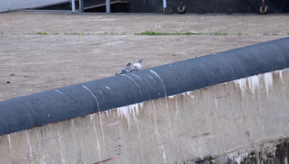 Rock Pigeon (Feral Pigeon) - ML171958701
