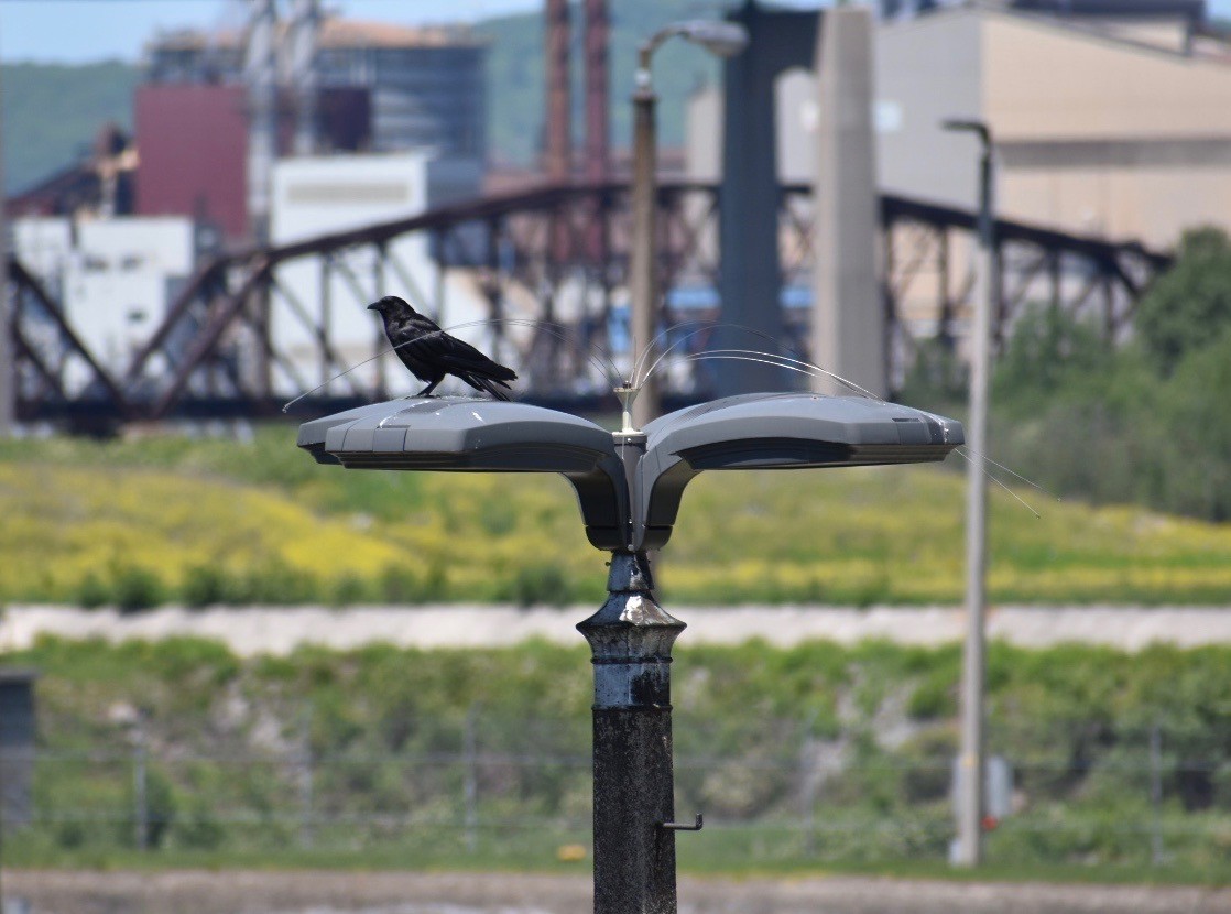 American Crow - ML171958801