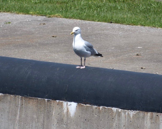 American Herring Gull - ML171958891