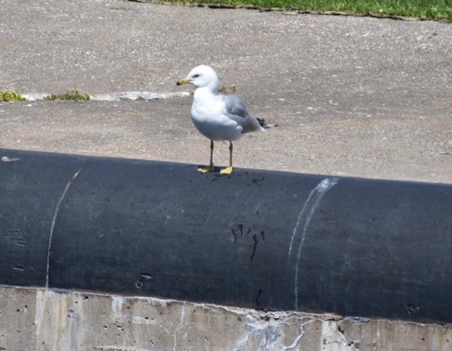 Ring-billed Gull - ML171958921