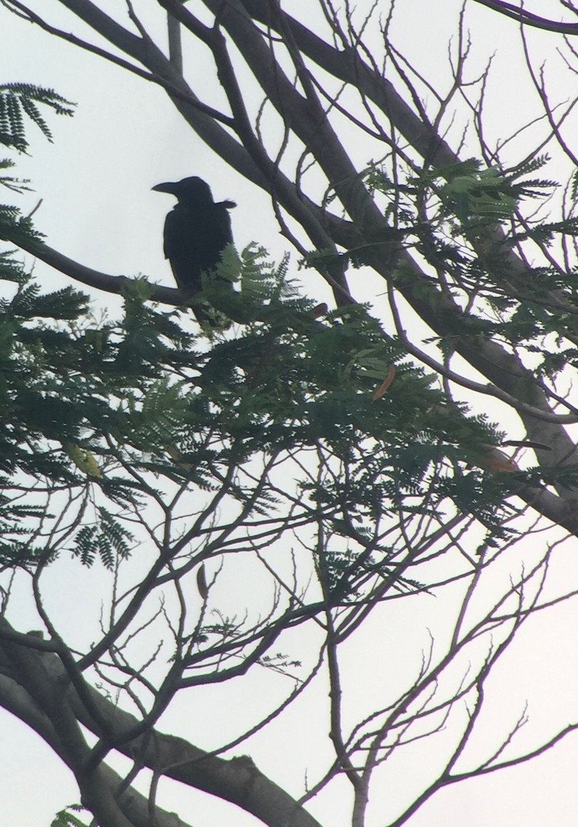 Large-billed Crow - Martin Kennewell