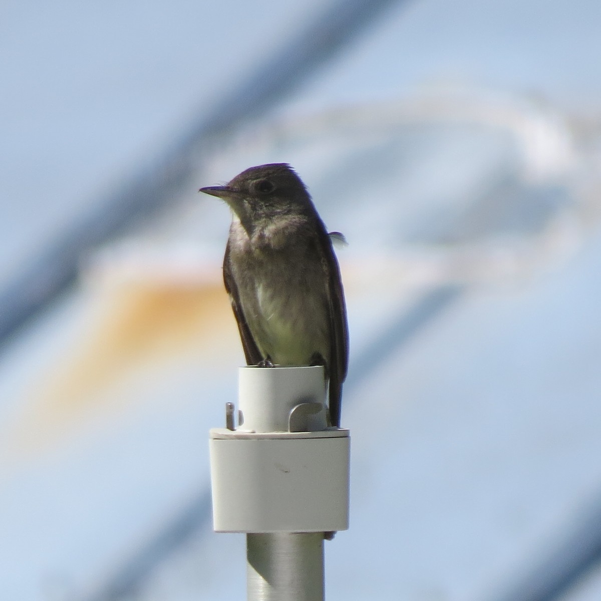 Dusky Flycatcher - ML171959351