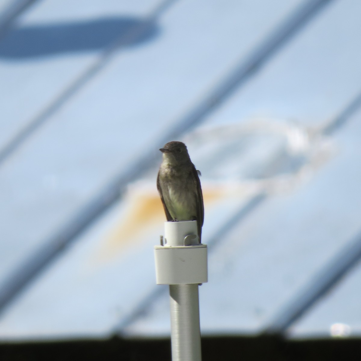 Dusky Flycatcher - Tom Eck