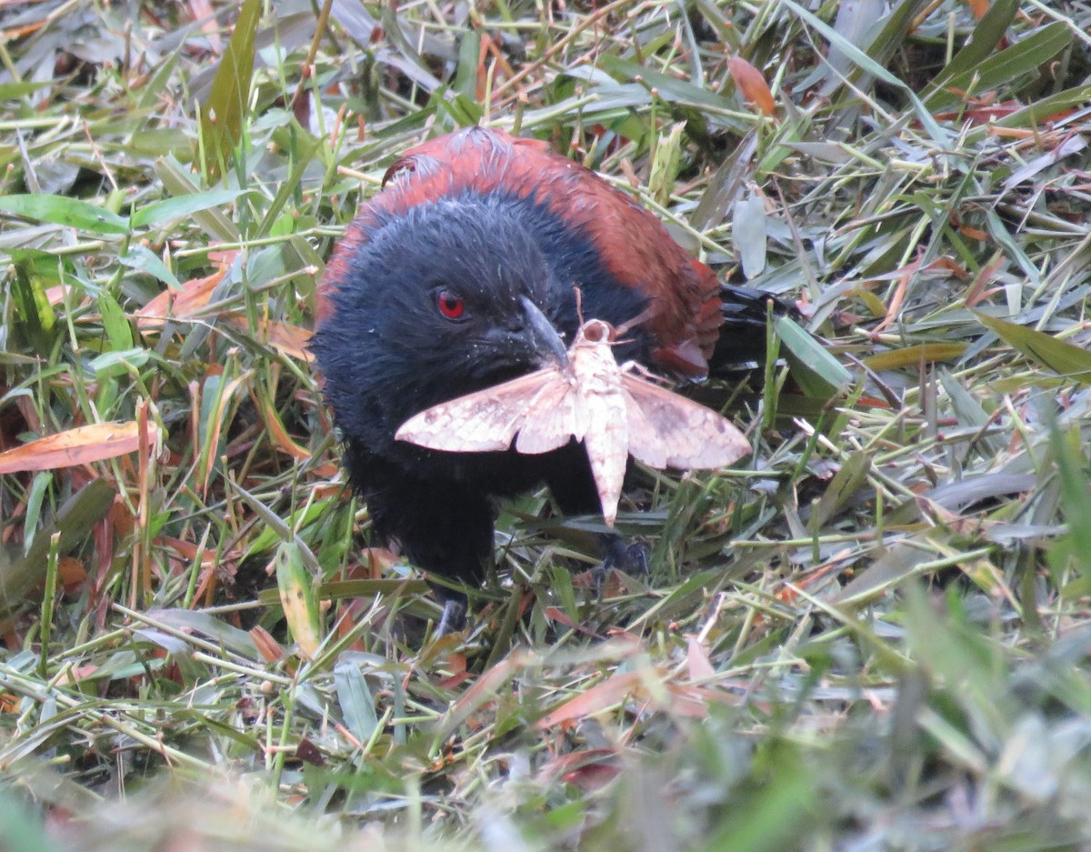 Greater Coucal - ML171959461