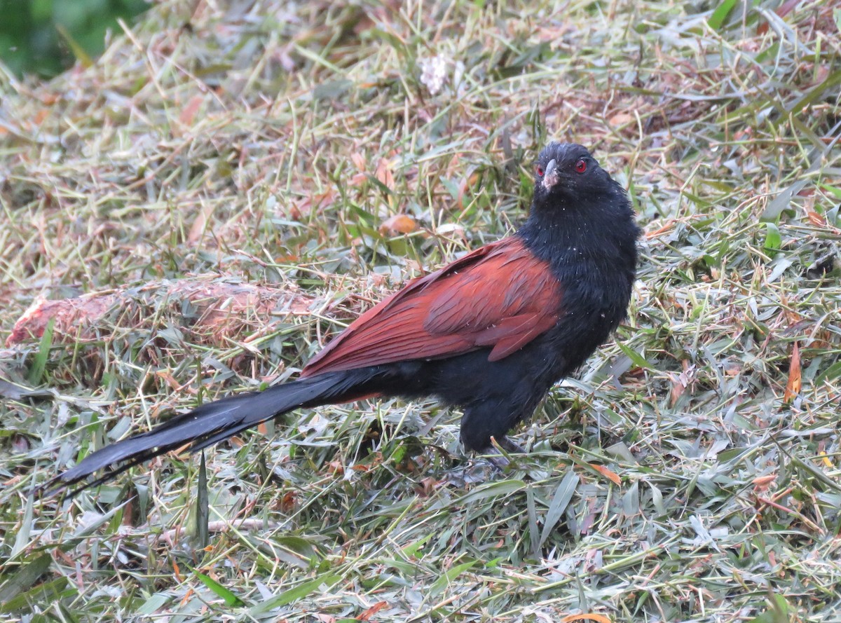 Greater Coucal - ML171959471