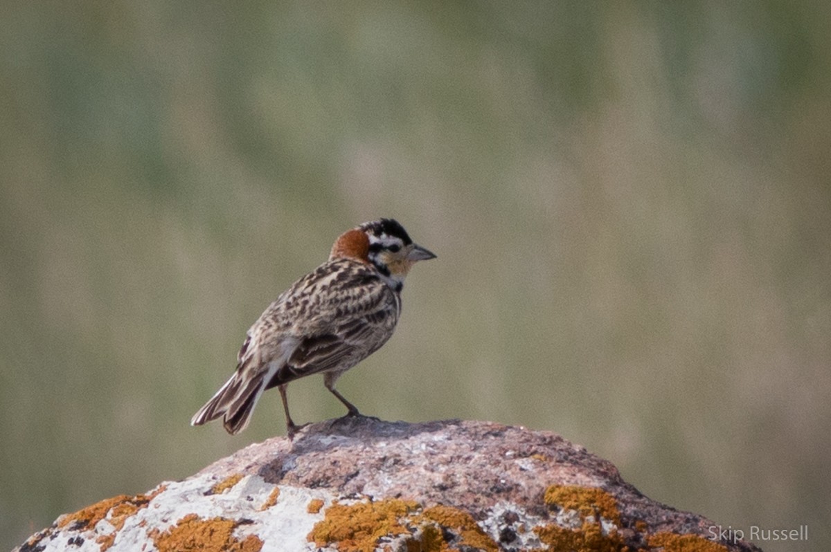 Chestnut-collared Longspur - ML171959801