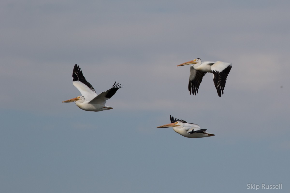 American White Pelican - ML171961391