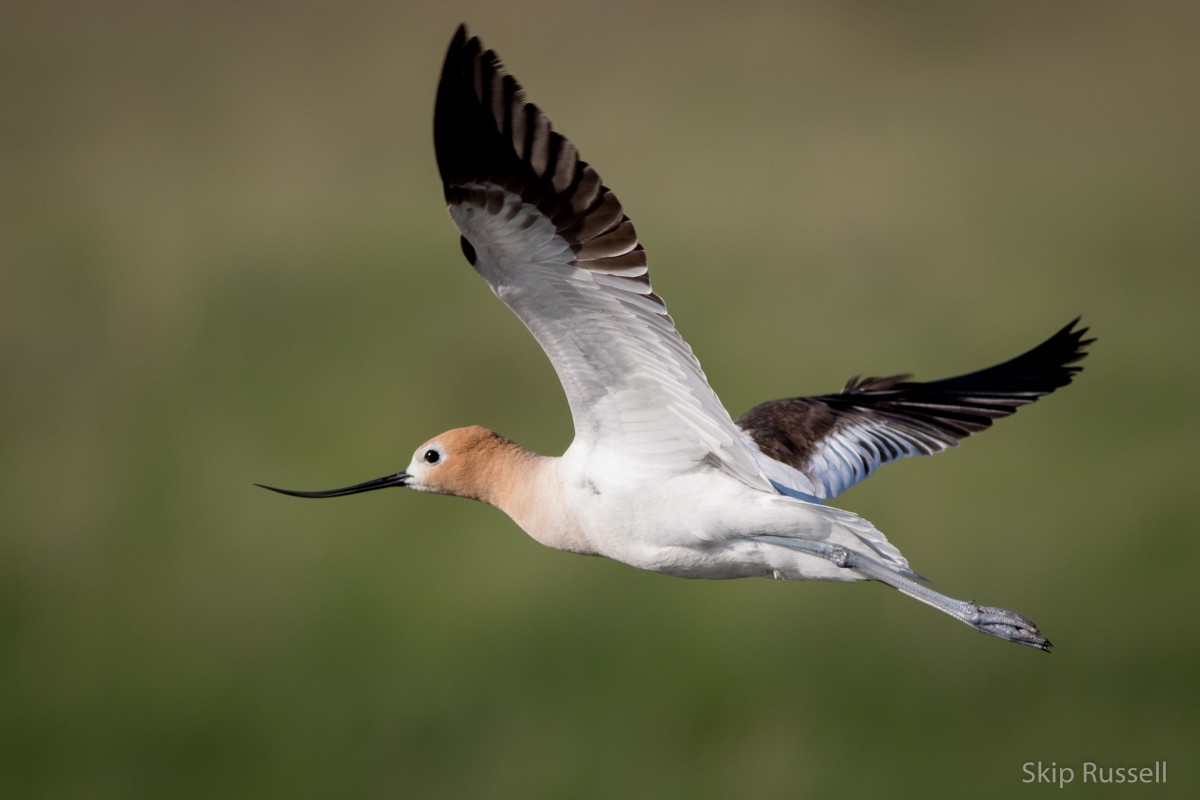 American Avocet - ML171961451