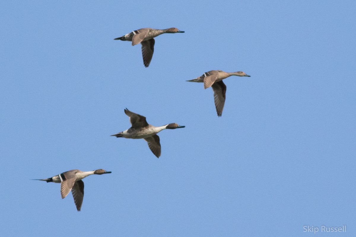 Northern Pintail - ML171961511