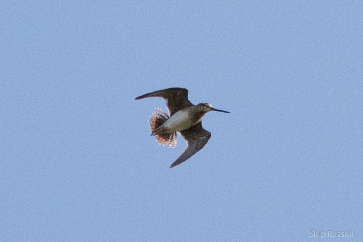 Wilson's Snipe - ML171961571
