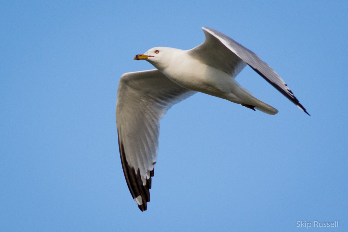 Ring-billed Gull - ML171961671