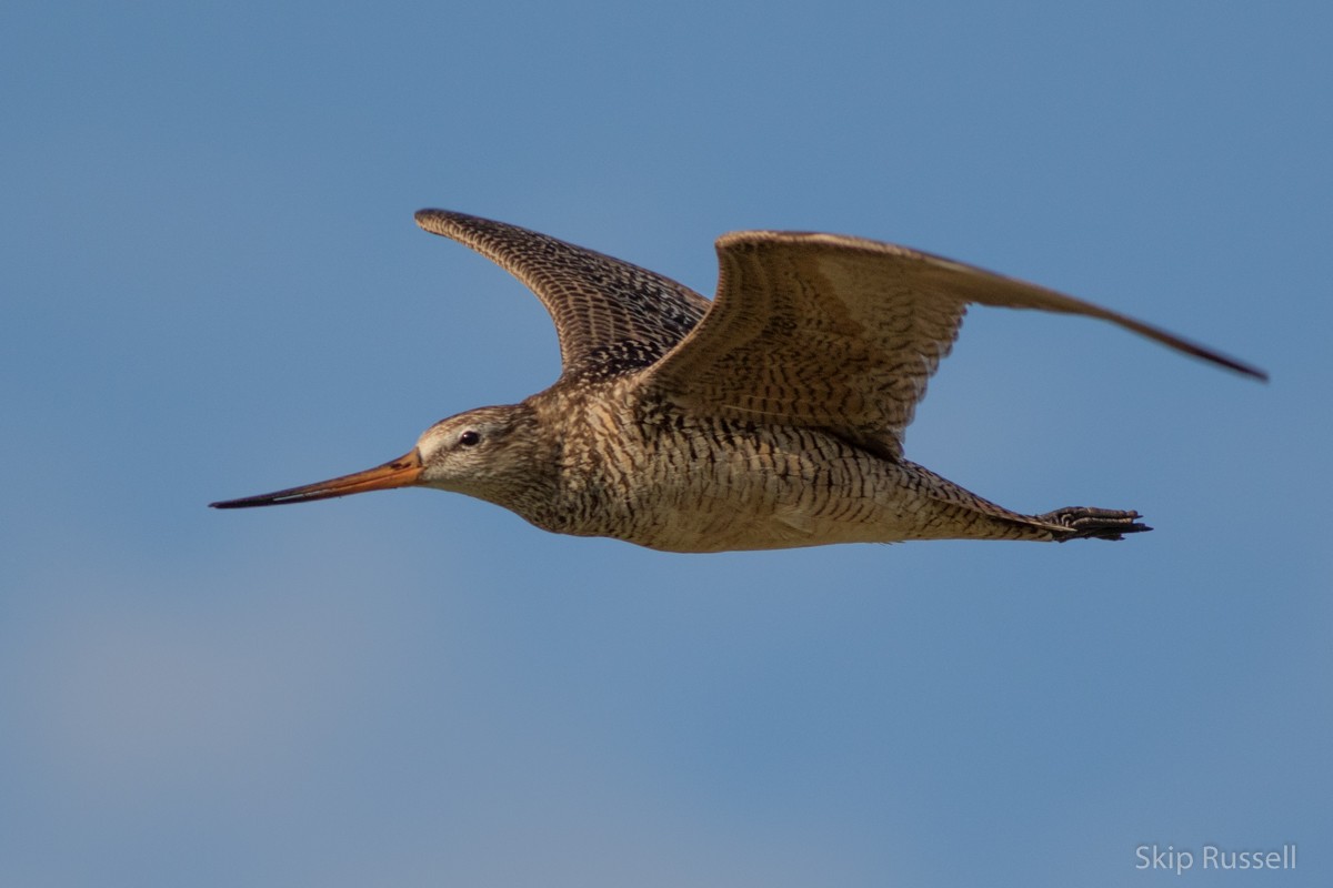 Marbled Godwit - ML171961791