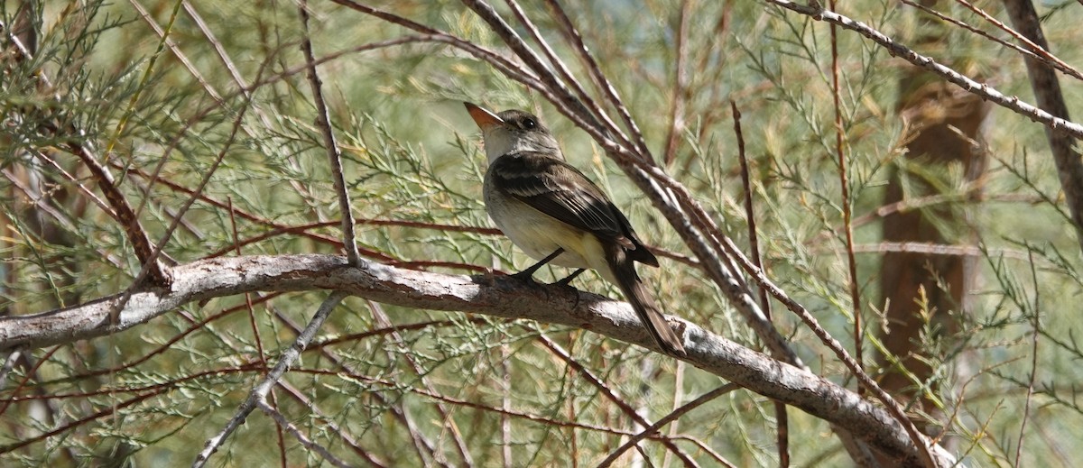 Willow Flycatcher - ML171962721