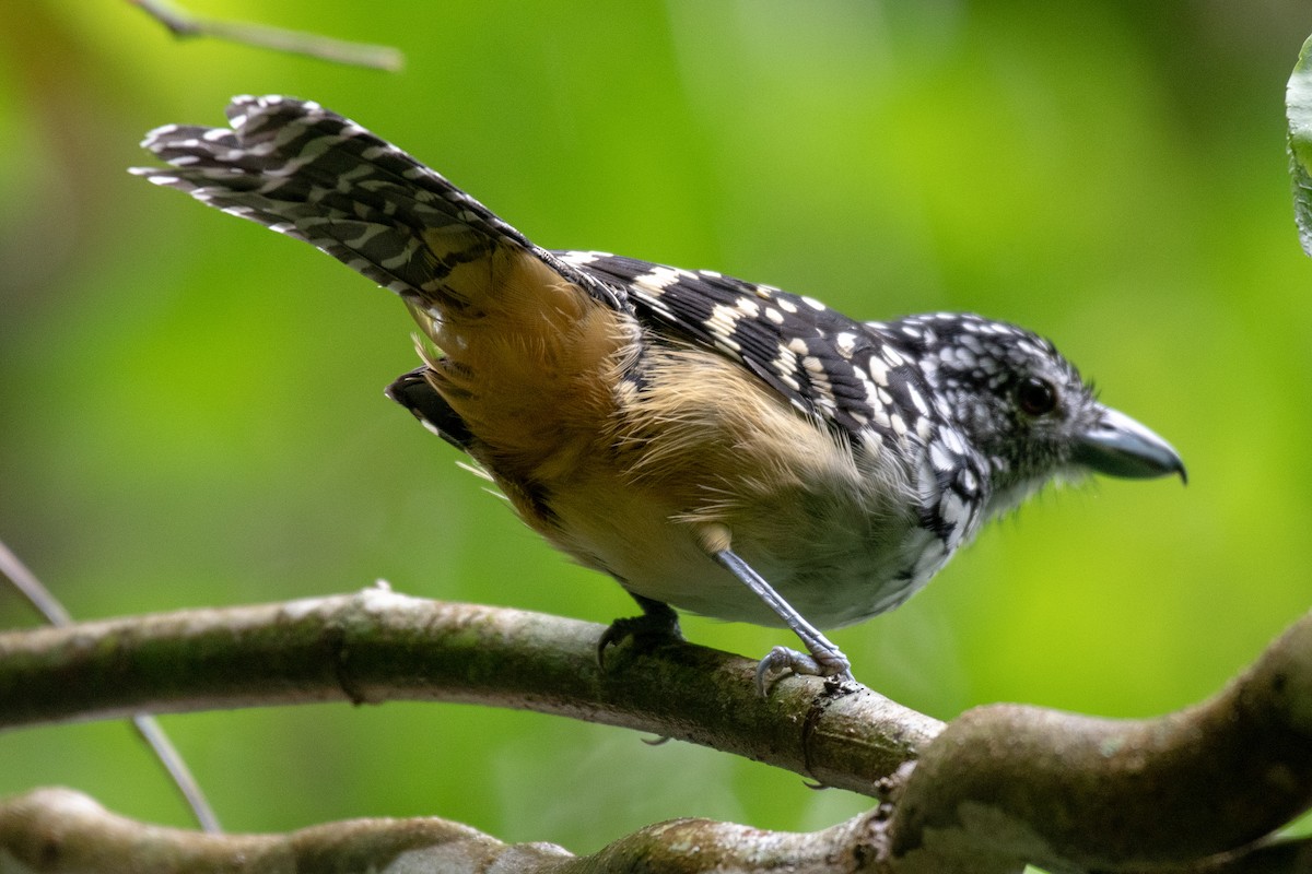 Spot-backed Antshrike - Victor Castanho