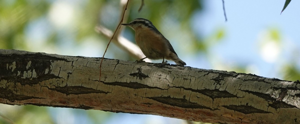 Red-breasted Nuthatch - ML171962941