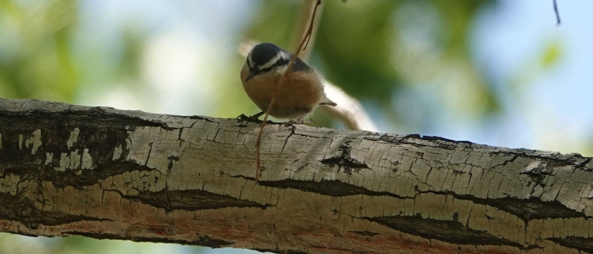 Red-breasted Nuthatch - ML171962951