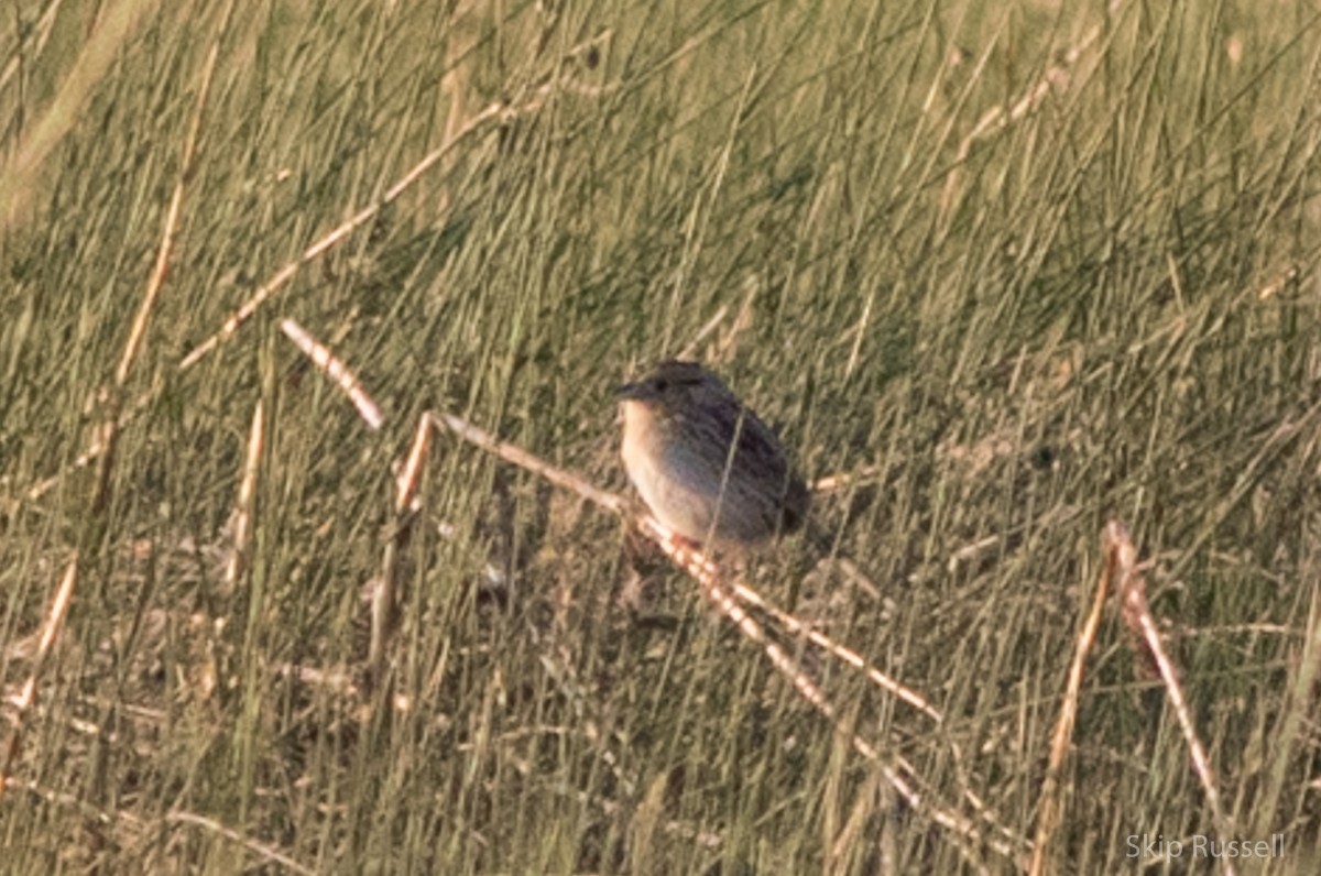 LeConte's Sparrow - ML171962971