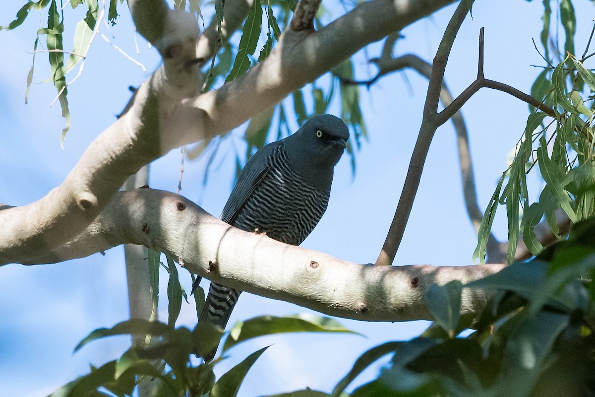 Barred Cuckooshrike - ML171963731