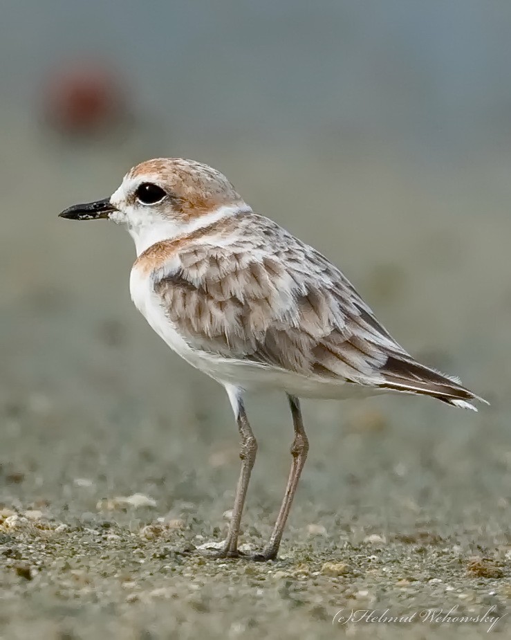 Malaysian Plover - Helmut Wehowsky