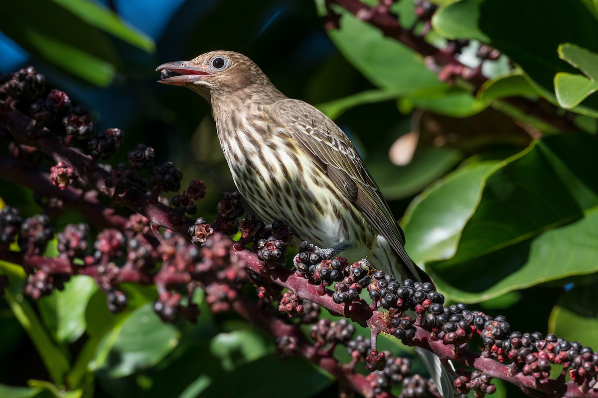 Australasian Figbird - ML171963771