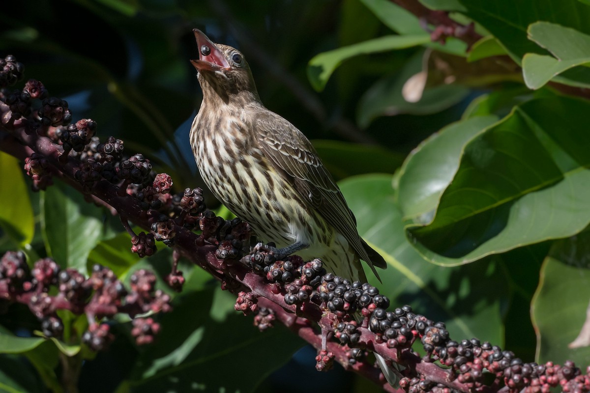 Australasian Figbird - ML171963781