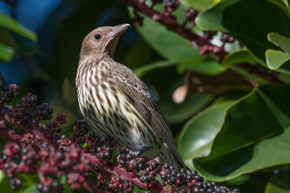 Australasian Figbird - ML171963791