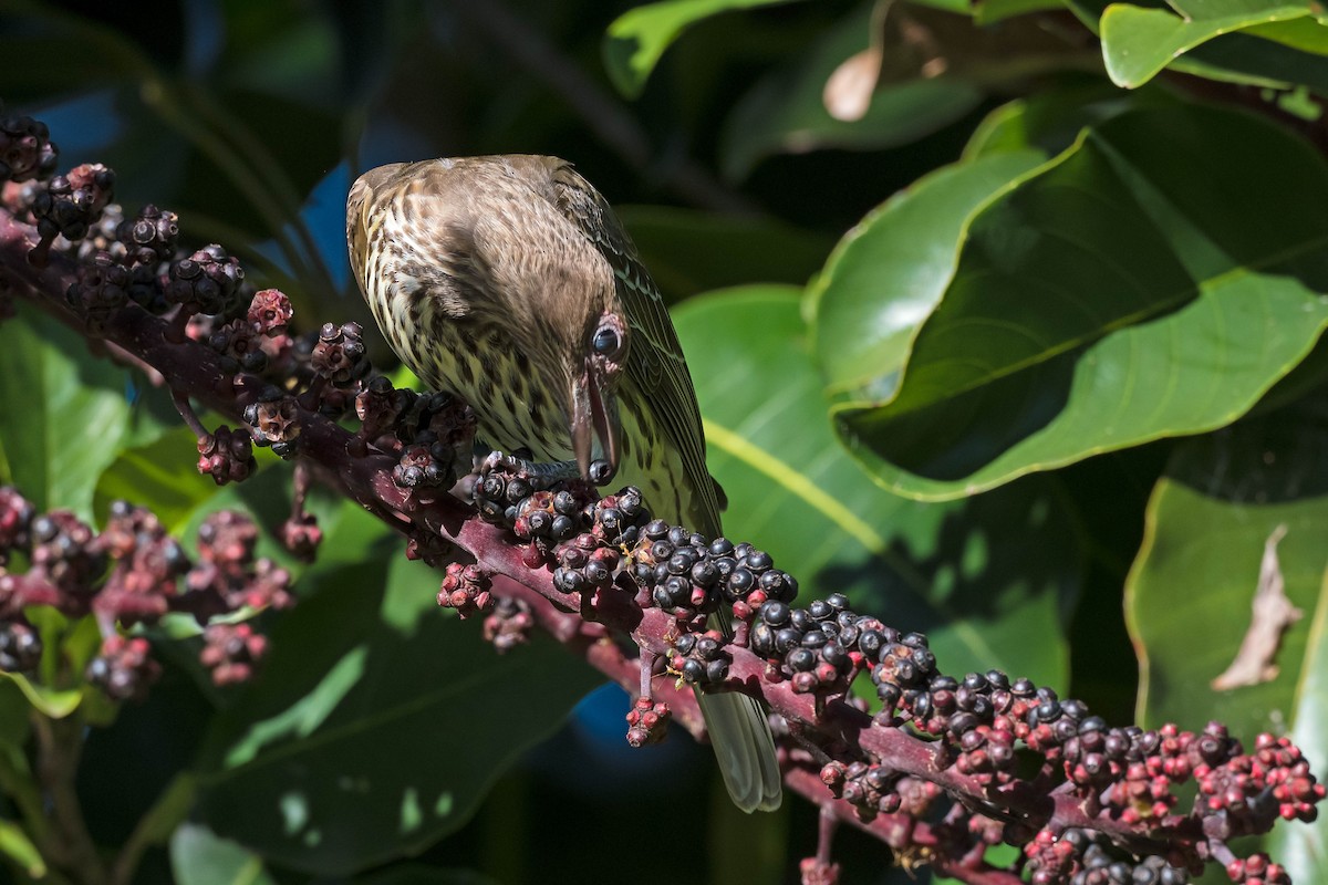 Australasian Figbird - ML171963801