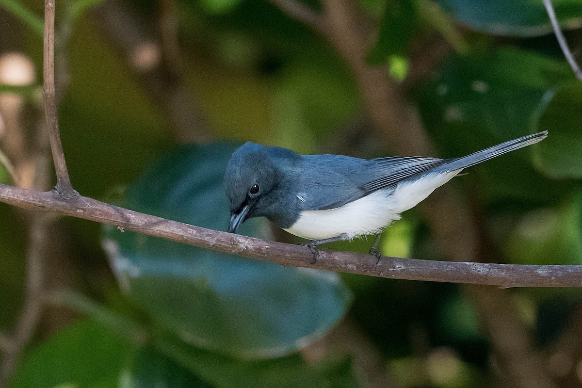 Leaden Flycatcher - ML171963821