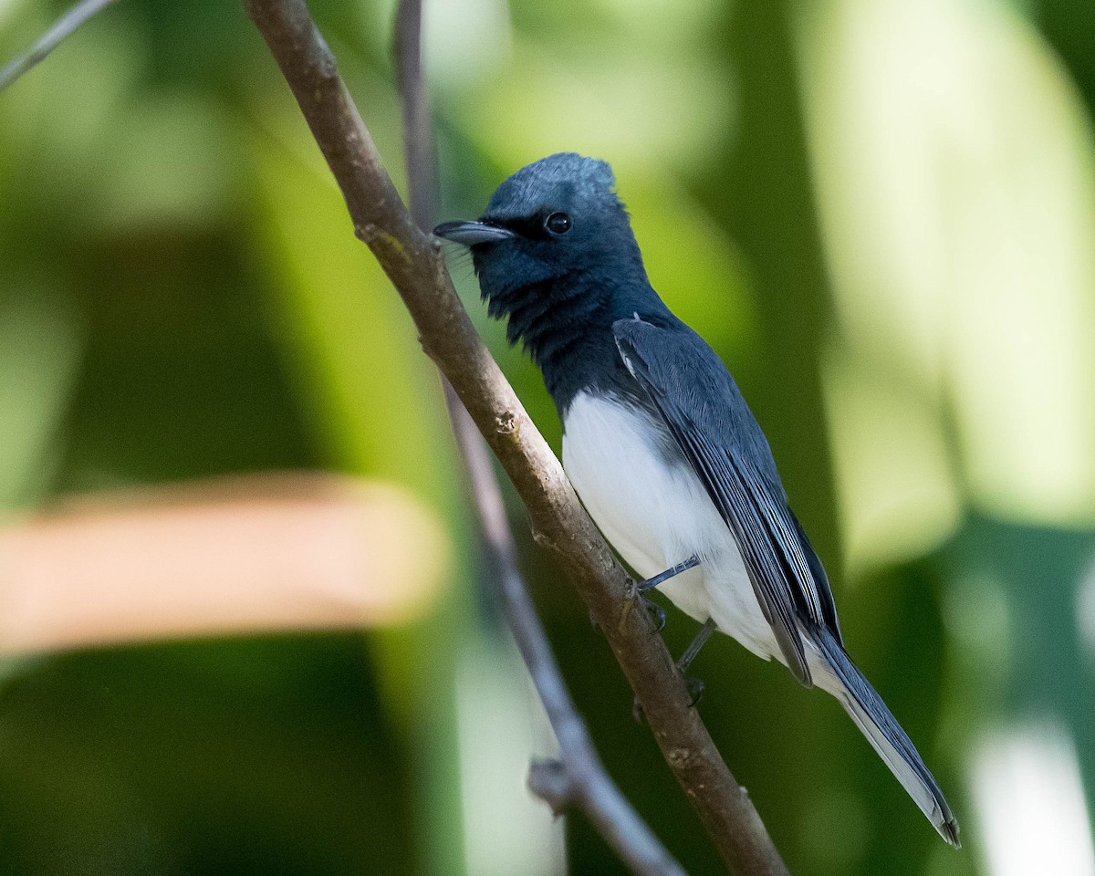 Leaden Flycatcher - ML171963831