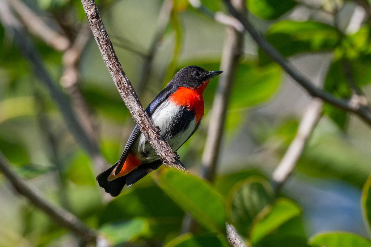 Mistletoebird - ML171963881
