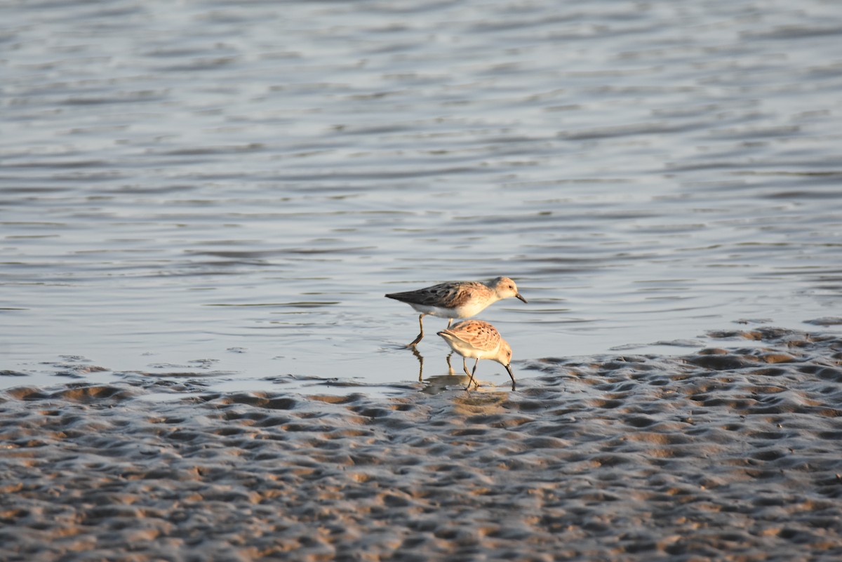 Semipalmated Sandpiper - ML171963901