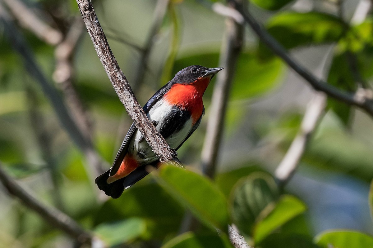 Mistletoebird - ML171963931