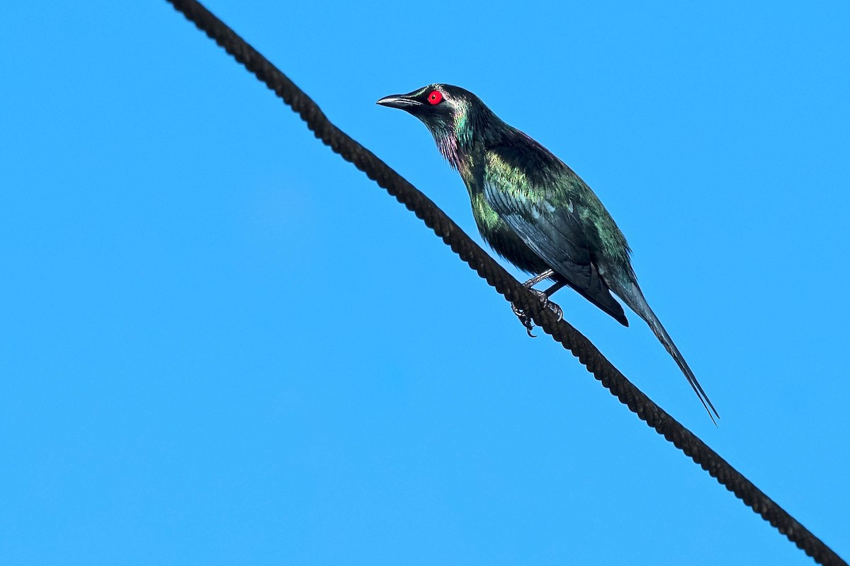 Metallic Starling - ML171963981