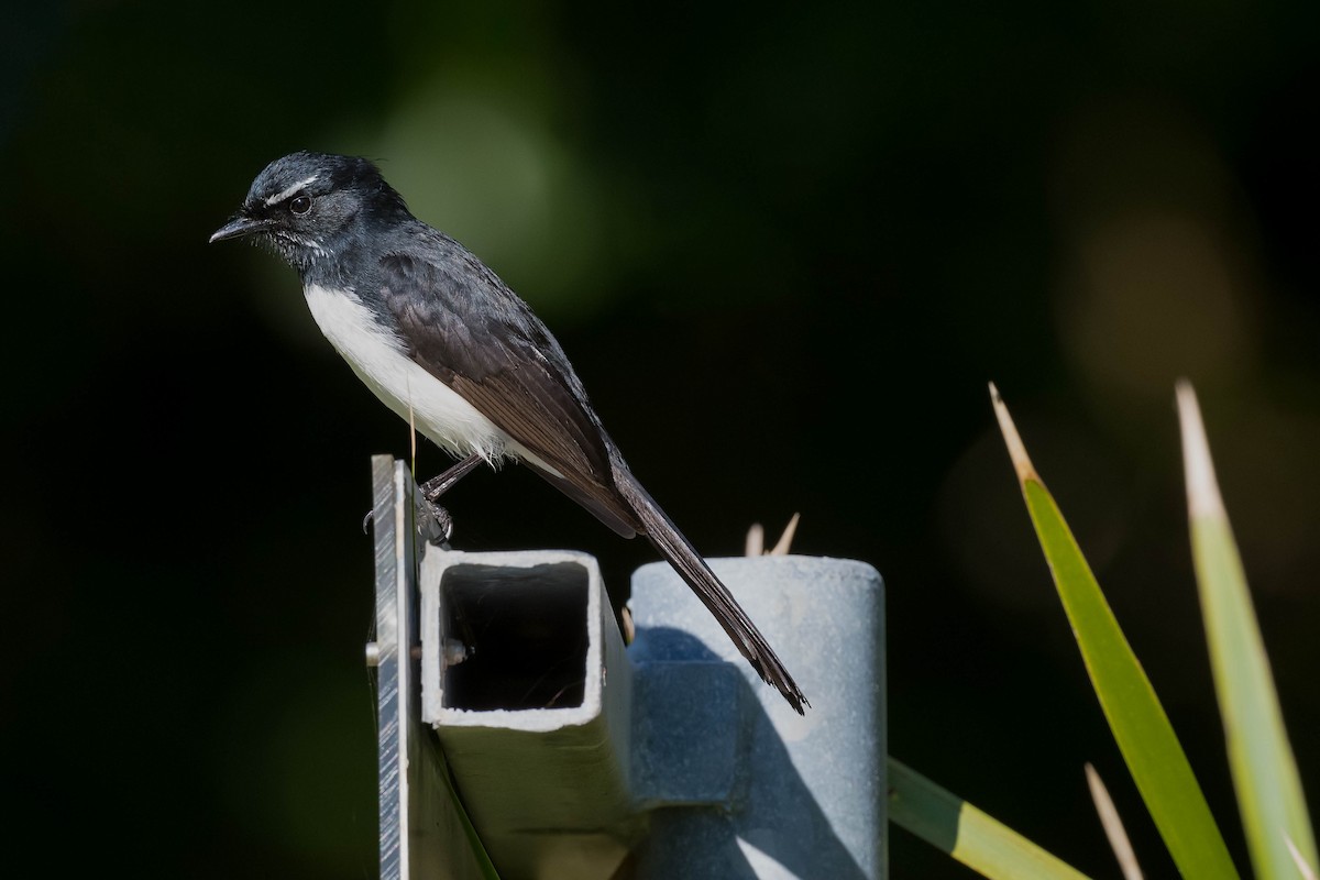 Willie-wagtail - ML171964001