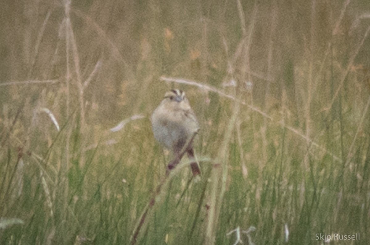 LeConte's Sparrow - ML171964241