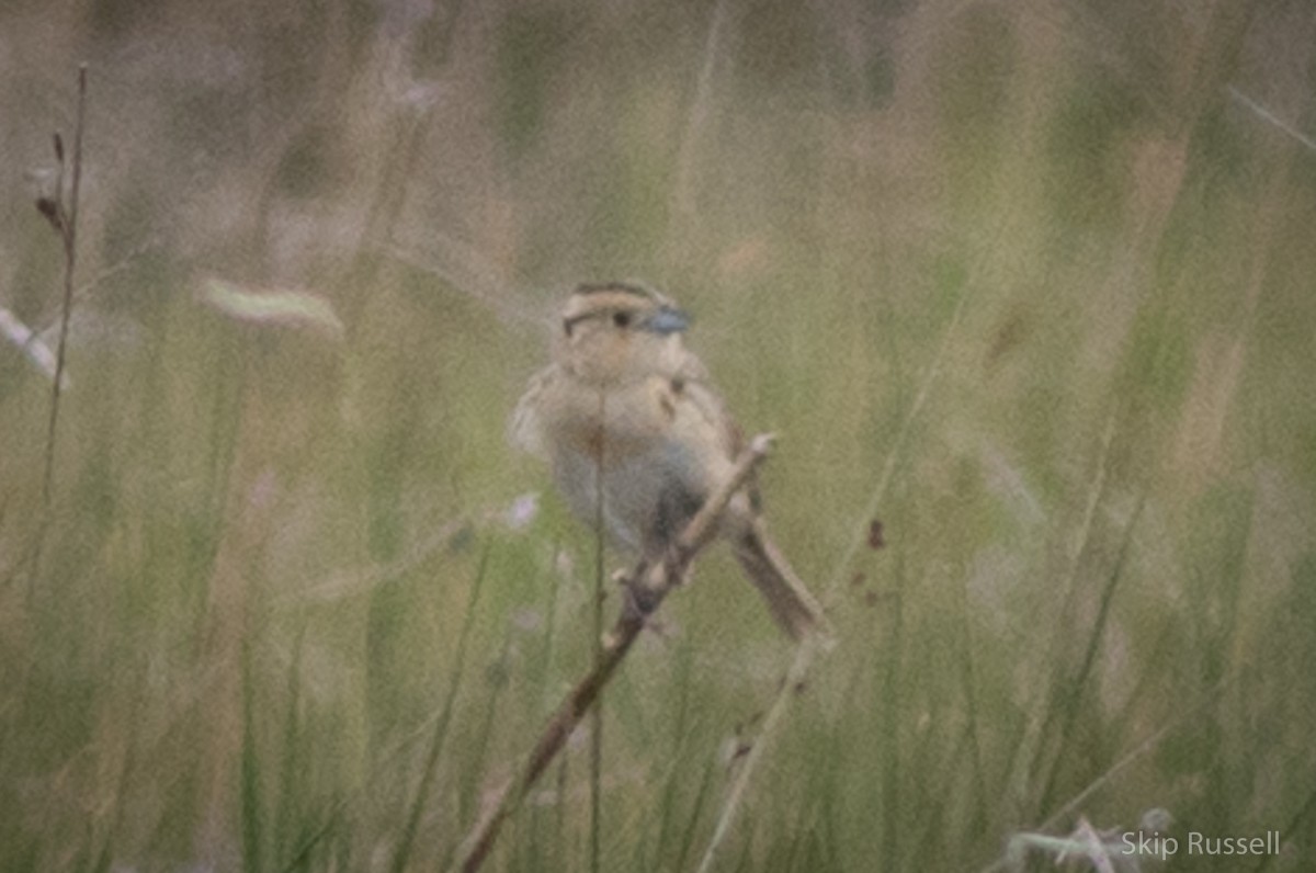 LeConte's Sparrow - ML171964301