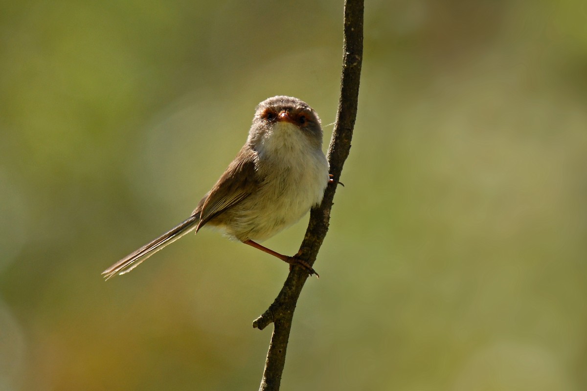 Superb Fairywren - ML171964701