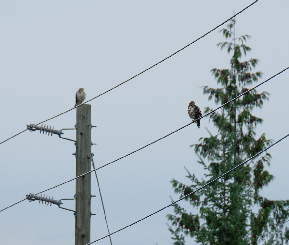 Broad-winged Hawk - ML171964881