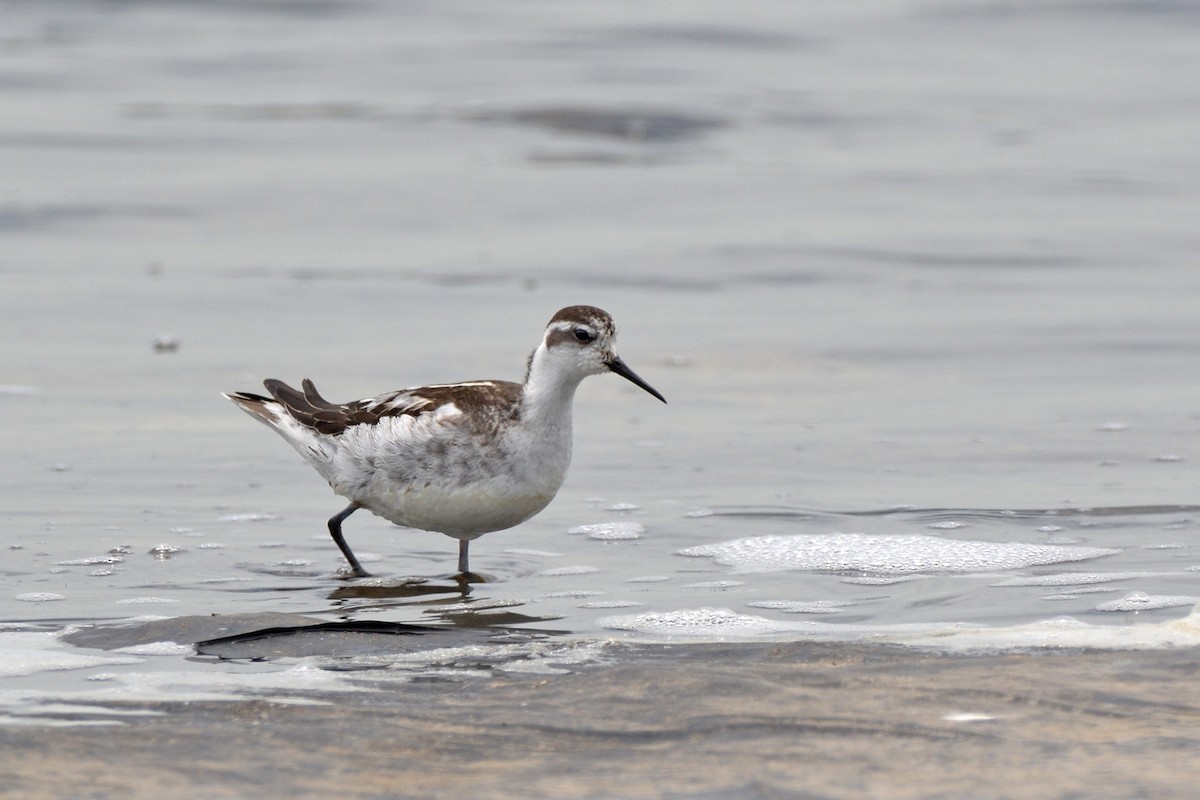 Phalarope à bec étroit - ML171965831