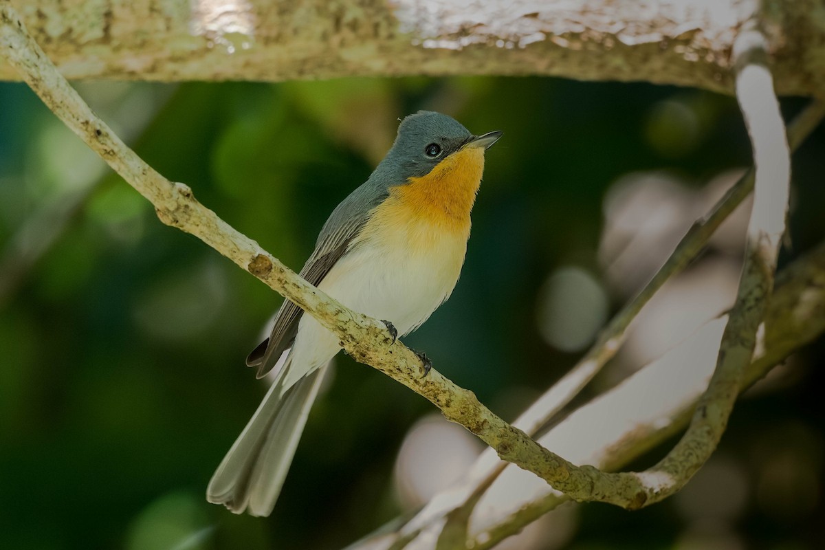 Leaden Flycatcher - ML171965941
