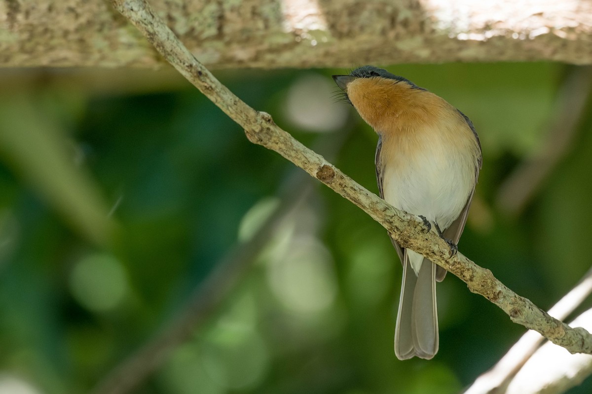 Leaden Flycatcher - ML171965951