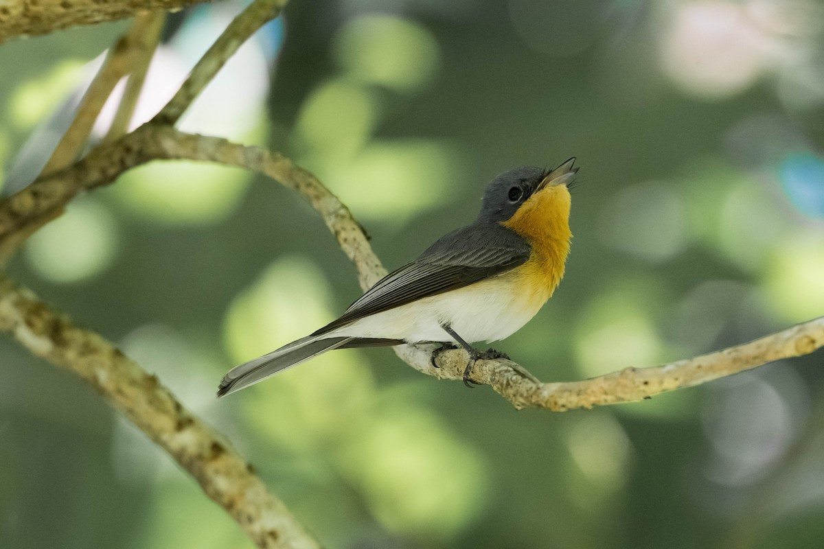 Leaden Flycatcher - ML171965961