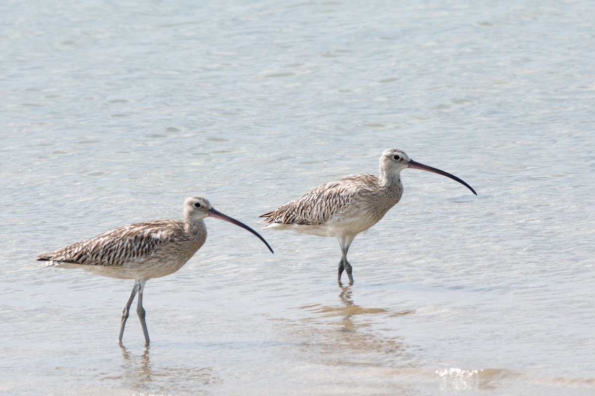 Eurasian Curlew - ML171966011