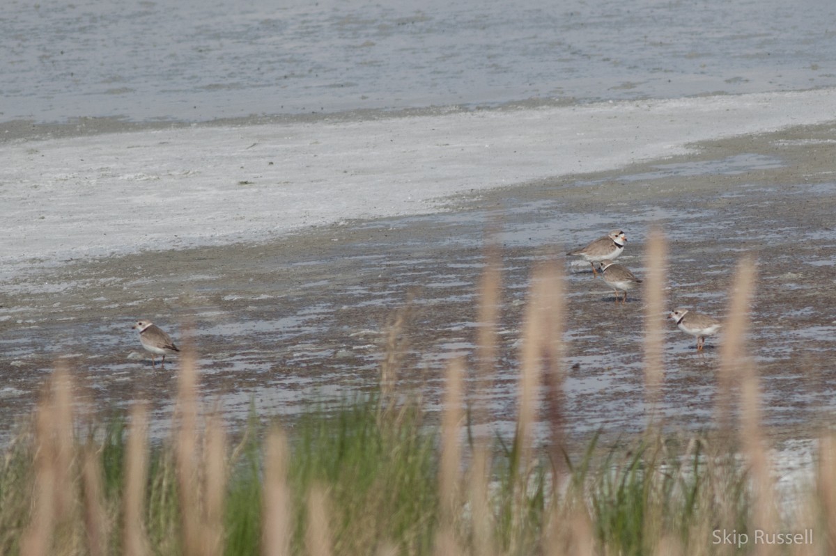 Piping Plover - Skip Russell