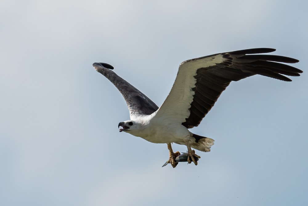 White-bellied Sea-Eagle - ML171966781