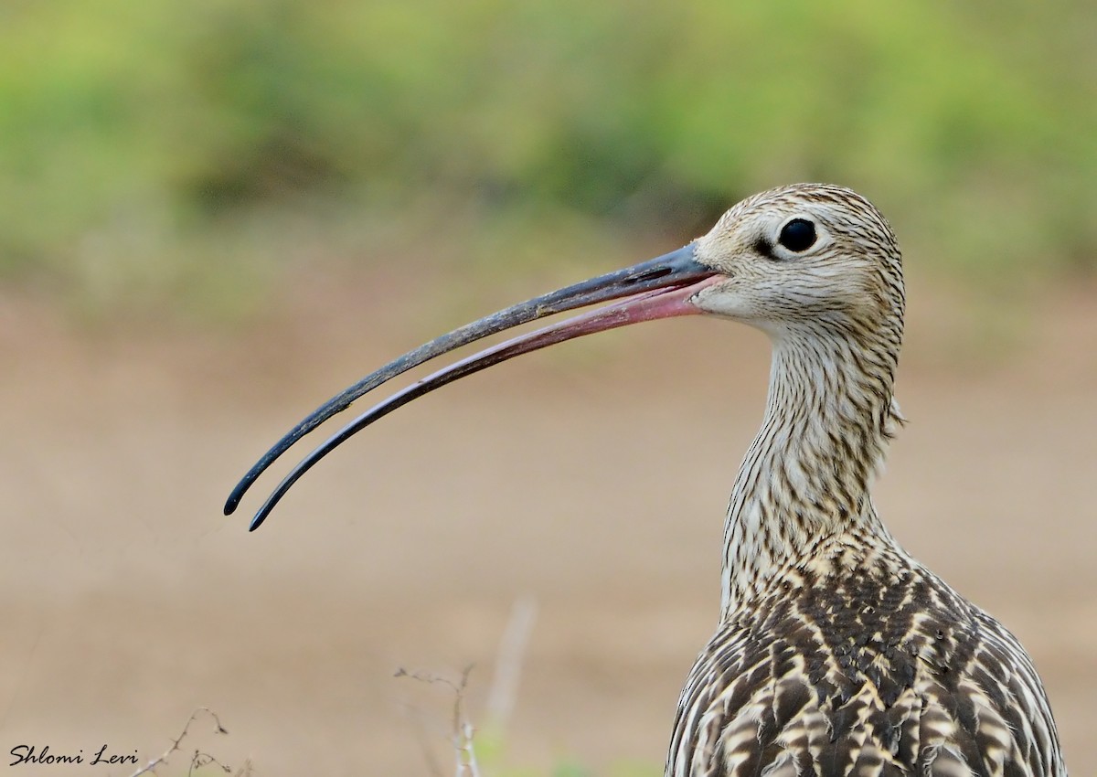 Eurasian Curlew - ML171967721