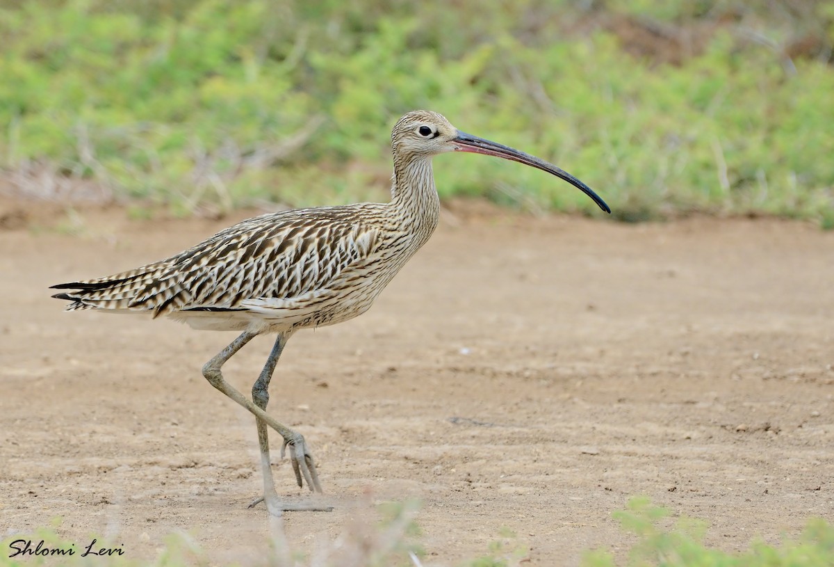 Eurasian Curlew - ML171967731